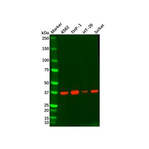 aladdin 阿拉丁 Ab129563 Recombinant STING Antibody Recombinant (R06-9A7); Rabbit anti Human STING Antibody; WB, IHC; Unconjugated