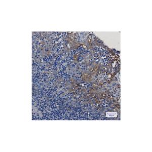 Recombinant STING Antibody,Recombinant STING Antibody