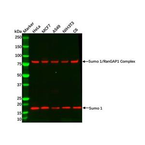 aladdin 阿拉丁 Ab129741 Sumo 1 Antibody pAb; Rabbit anti Human Sumo 1 Antibody; WB, IHC; Unconjugated