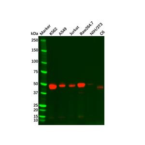 aladdin 阿拉丁 Ab130853 Recombinant TGF beta 1 Antibody Recombinant (R08-8B7); Rabbit anti Human TGF beta 1 Antibody; WB; Unconjugated