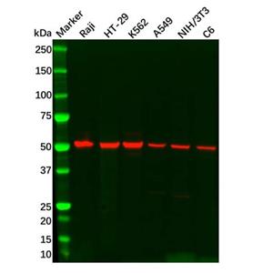 TIP49A Antibody,TIP49A Antibody