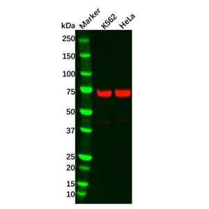 aladdin 阿拉丁 Ab132484 Recombinant TRIM25 Antibody Recombinant (R06-1H2); Rabbit anti Human TRIM25 Antibody; WB, ICC, IF; Unconjugated