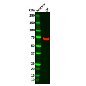 Recombinant TRIM25 Antibody,Recombinant TRIM25 Antibody