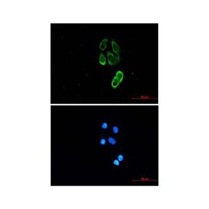 Recombinant TRIM25 Antibody,Recombinant TRIM25 Antibody