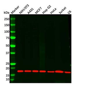 aladdin 阿拉丁 Ab133246 Recombinant UBE2I Antibody Recombinant (R01-6I6); Rabbit anti Human UBC9 Antibody; WB, IHC, ICC, IF; Unconjugated