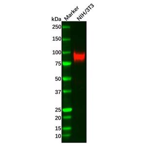 VCAM1 Antibody,VCAM1 Antibody