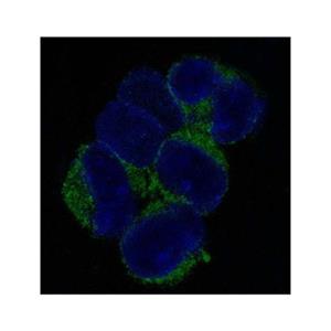 VCAM1 Antibody,VCAM1 Antibody