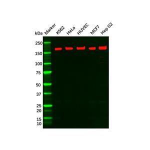 Recombinant VEGF Receptor 1 Antibody,Recombinant VEGF Receptor 1 Antibody