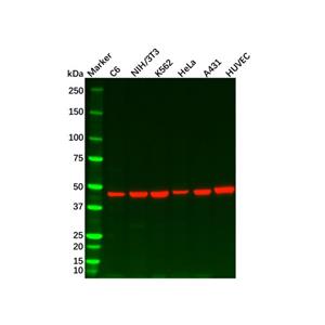 aladdin 阿拉丁 Ab134748 Recombinant Wnt2b Antibody Recombinant (R01-8F5); Rabbit anti Human Wnt2b Antibody; WB, ICC, IF; Unconjugated