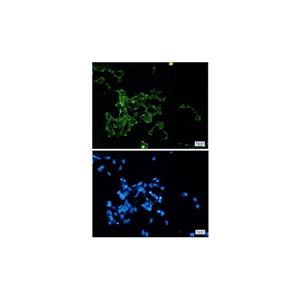 Recombinant Wnt2b Antibody,Recombinant Wnt2b Antibody