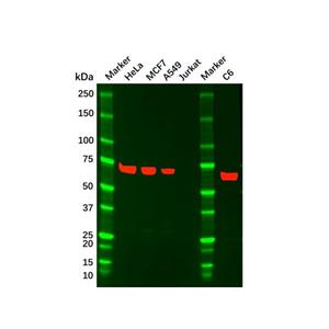 aladdin 阿拉丁 Ab134985 YAP1 Mouse mAb mAb(1A12); Mouse anti Human YAP1 Antibody; ELISA, WB, IHC, Flow; Unconjugated