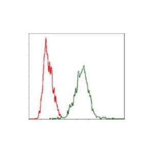 YAP1 Mouse mAb,YAP1 Mouse mAb