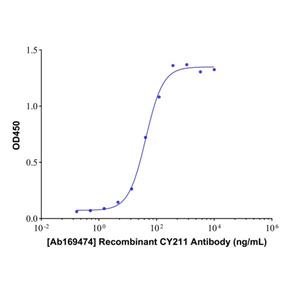 Recombinant CY211 Antibody,Recombinant CY211 Antibody