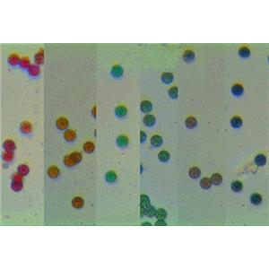 aladdin 阿拉丁 C122124 Aladdin彩色单分散聚苯乙烯微球 红色,粒径:500nm,2.5% w/v,基质:聚苯乙烯