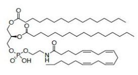 N-花生四烯酸磷脂酰乙醇胺,N-Arachidonoyl phosphatidylethanolamine