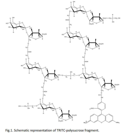 TRITC-聚蔗糖,TRITC-polysucrose