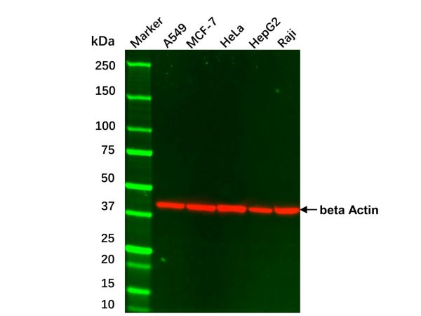 Hep G2 Whole Cell Lysate,Hep G2 Whole Cell Lysate