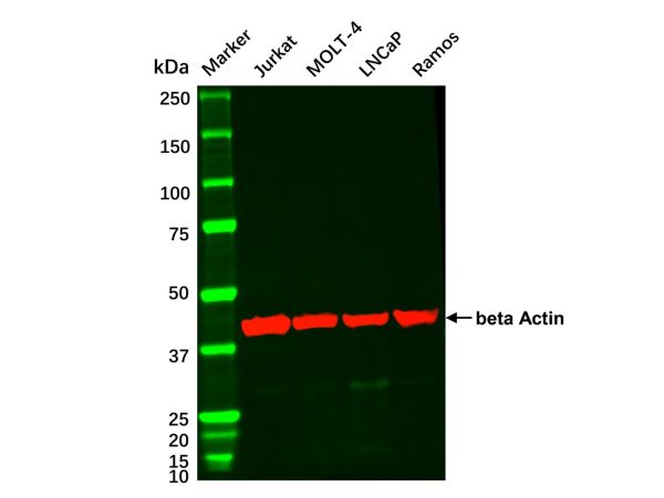 Jurkat Whole Cell Lysate,Jurkat Whole Cell Lysate