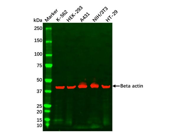 HT-29 Whole Cell Lysate,HT-29 Whole Cell Lysate