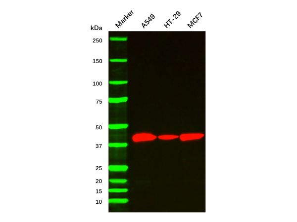 HRP 标记的链霉亲和素,SA-HRP