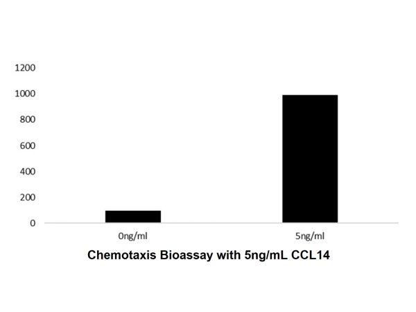 Recombinant Human CCL14 Protein,Recombinant Human CCL14 Protein