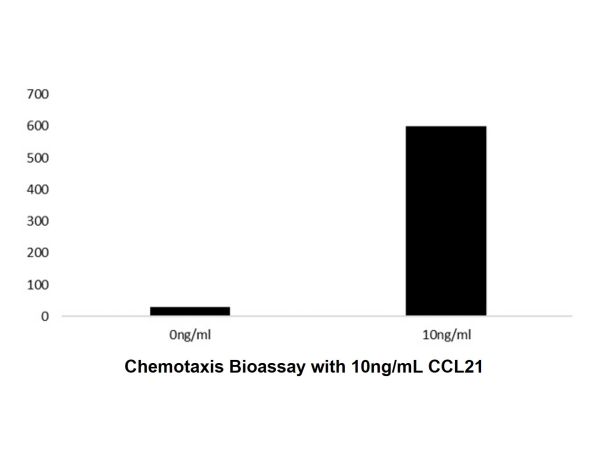 Recombinant Human CCL21 Protein,Recombinant Human CCL21 Protein