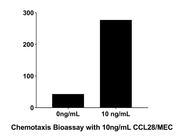 Recombinant Human CCL28 Protein,Recombinant Human CCL28 Protein