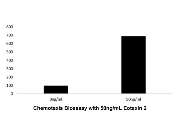 Recombinant Human Eotaxin 2 Protein,Recombinant Human Eotaxin 2 Protein