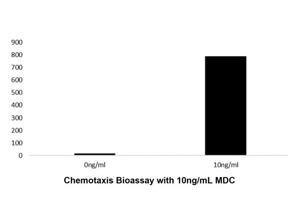 Recombinant Human MDC Protein,Recombinant Human MDC Protein