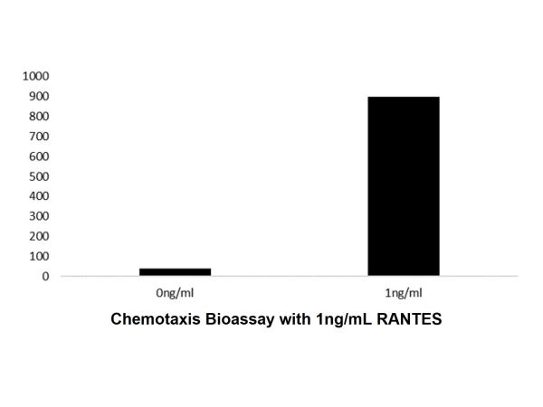 Recombinant Human RANTES Protein,Recombinant Human RANTES Protein