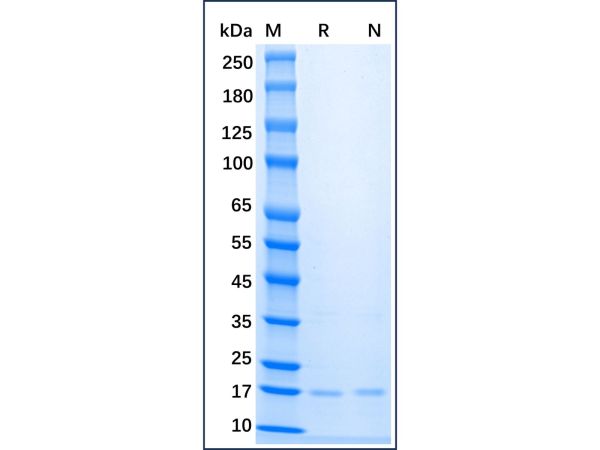 Recombinant Mouse FGF basic/FGF2/bFGF Protein,Recombinant Mouse FGF basic/FGF2/bFGF Protein