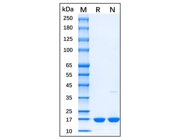 Recombinant Mouse IL-1 beta Protein,Recombinant Mouse IL-1 beta Protein