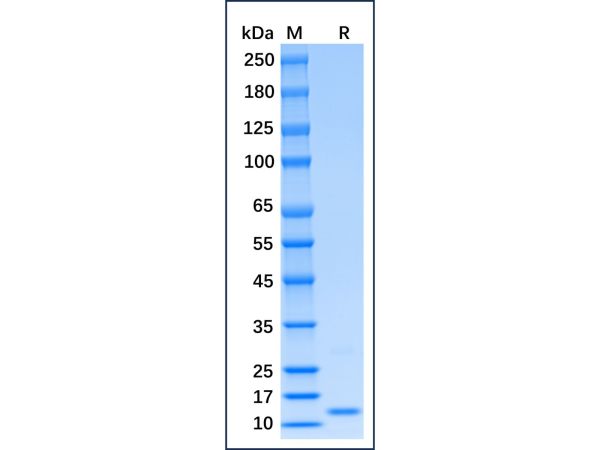 Recombinant Mouse IFN-gamma Protein,Recombinant Mouse IFN-gamma Protein