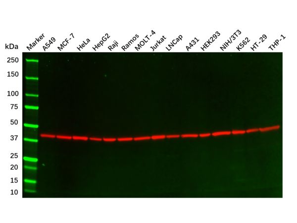 beta Actin Mouse mAb,beta Actin Mouse mAb