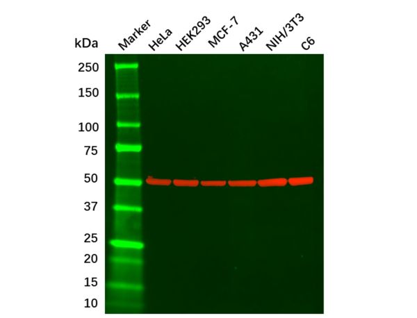 beta Tubulin Mouse mAb,beta Tubulin Mouse mAb