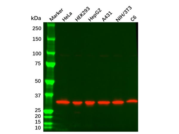 PCNA Mouse mAb,PCNA Mouse mAb