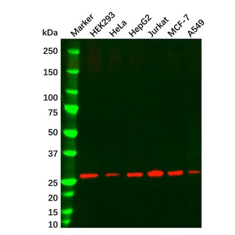 HMGB1 Mouse mAb,HMGB1 Mouse mAb