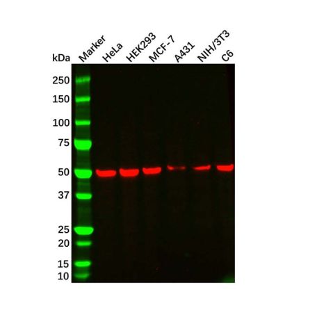 beta Tubulin Mouse mAb,beta Tubulin Mouse mAb