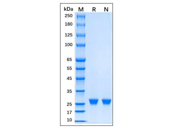 Recombinant EN-TEV Protease Protein,Recombinant EN-TEV Protease Protein