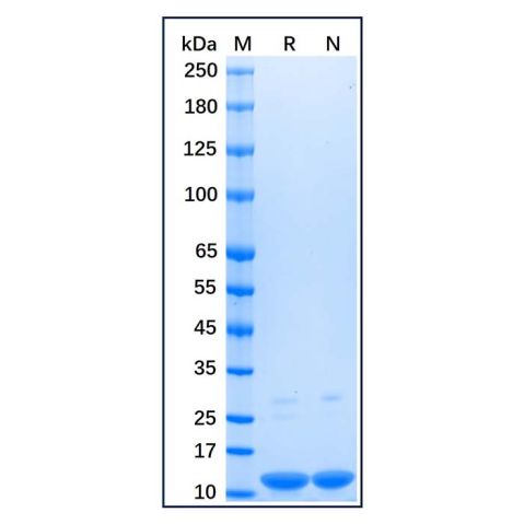 Recombinant Human Parvalbumin Protein,Recombinant Human Parvalbumin Protein