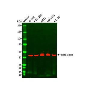 aladdin 阿拉丁 cl155895 HEK-293 Whole Cell Lysate 200μg, Mycoplasma free
