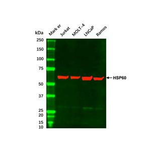 Jurkat Whole Cell Lysate,Jurkat Whole Cell Lysate