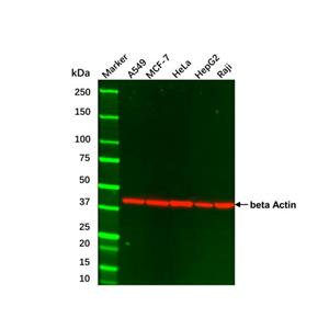aladdin 阿拉丁 cl155899 MCF7 Whole Cell Lysate 200μg, Mycoplasma free
