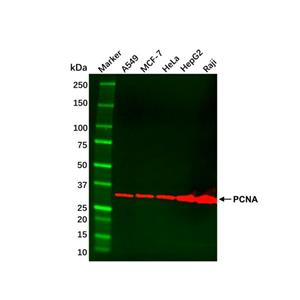 MCF7 Whole Cell Lysate,MCF7 Whole Cell Lysate