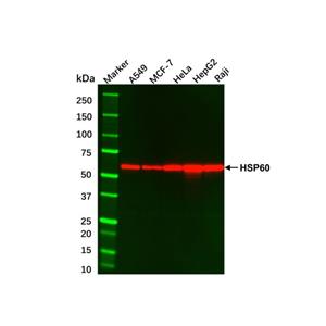 MCF7 Whole Cell Lysate,MCF7 Whole Cell Lysate