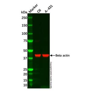 aladdin 阿拉丁 cl155901 A-431 Whole Cell Lysate Mycoplasma free