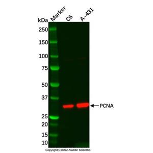 A-431 Whole Cell Lysate,A-431 Whole Cell Lysate