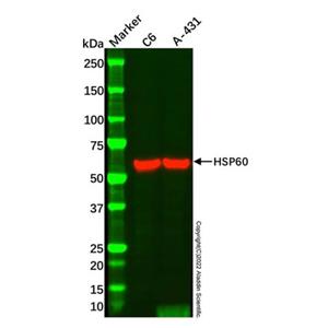 A-431 Whole Cell Lysate,A-431 Whole Cell Lysate