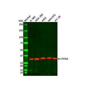 HT-29 Whole Cell Lysate,HT-29 Whole Cell Lysate