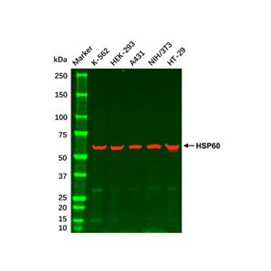 HT-29 Whole Cell Lysate,HT-29 Whole Cell Lysate